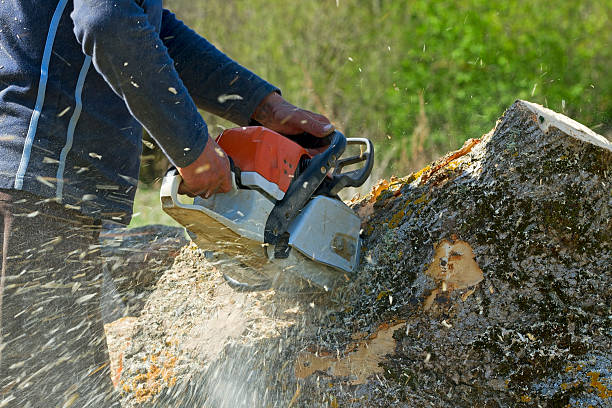 Lawn Grading and Leveling in Calabasas, CA